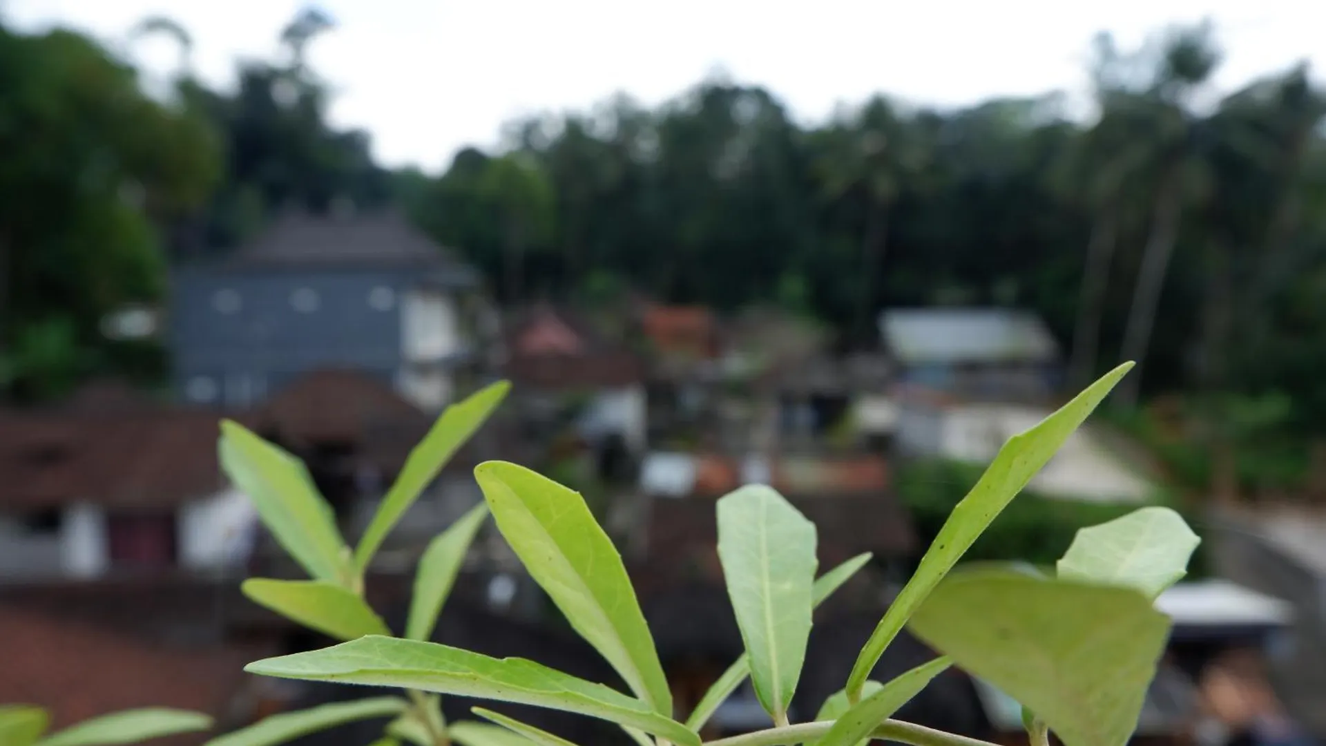 Ramaya Ubud View By Eps ホームステイ ウブド